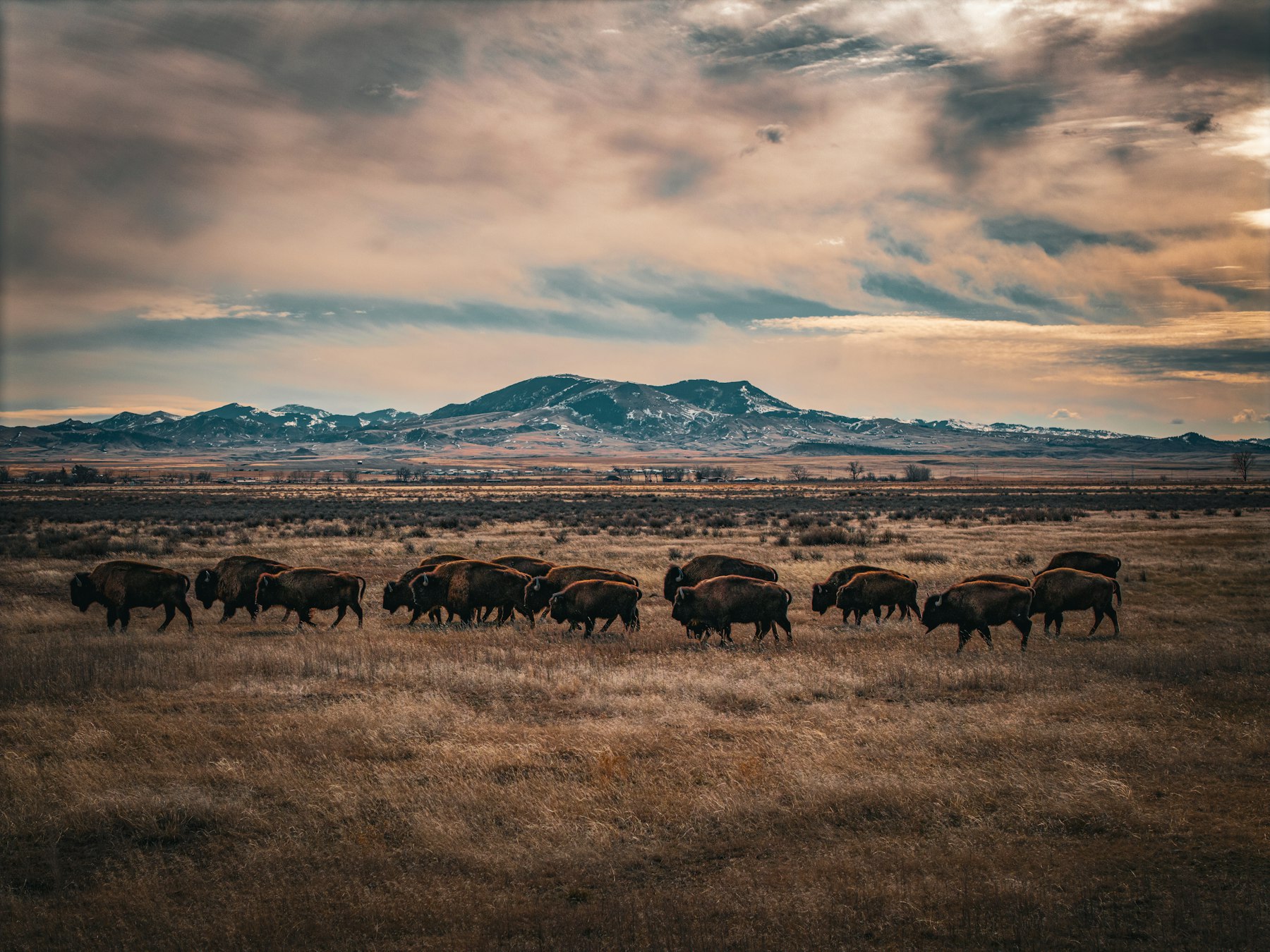 A herd of bison grazing across a wide open plain below a flat topped butte in Montana