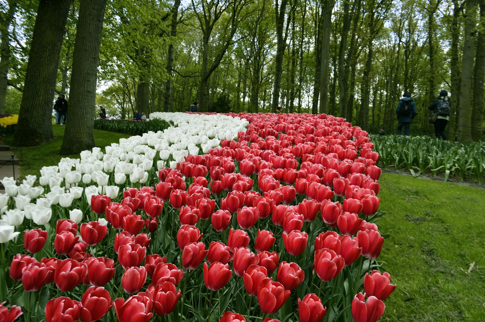 Beds of red and white tulips in bloom under trees at Keukenhof gardens