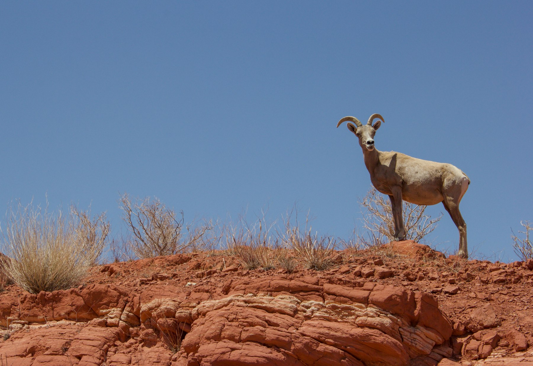 A desert bighorn sheep standing on red rock against a blue sky near Boulder City Nevada