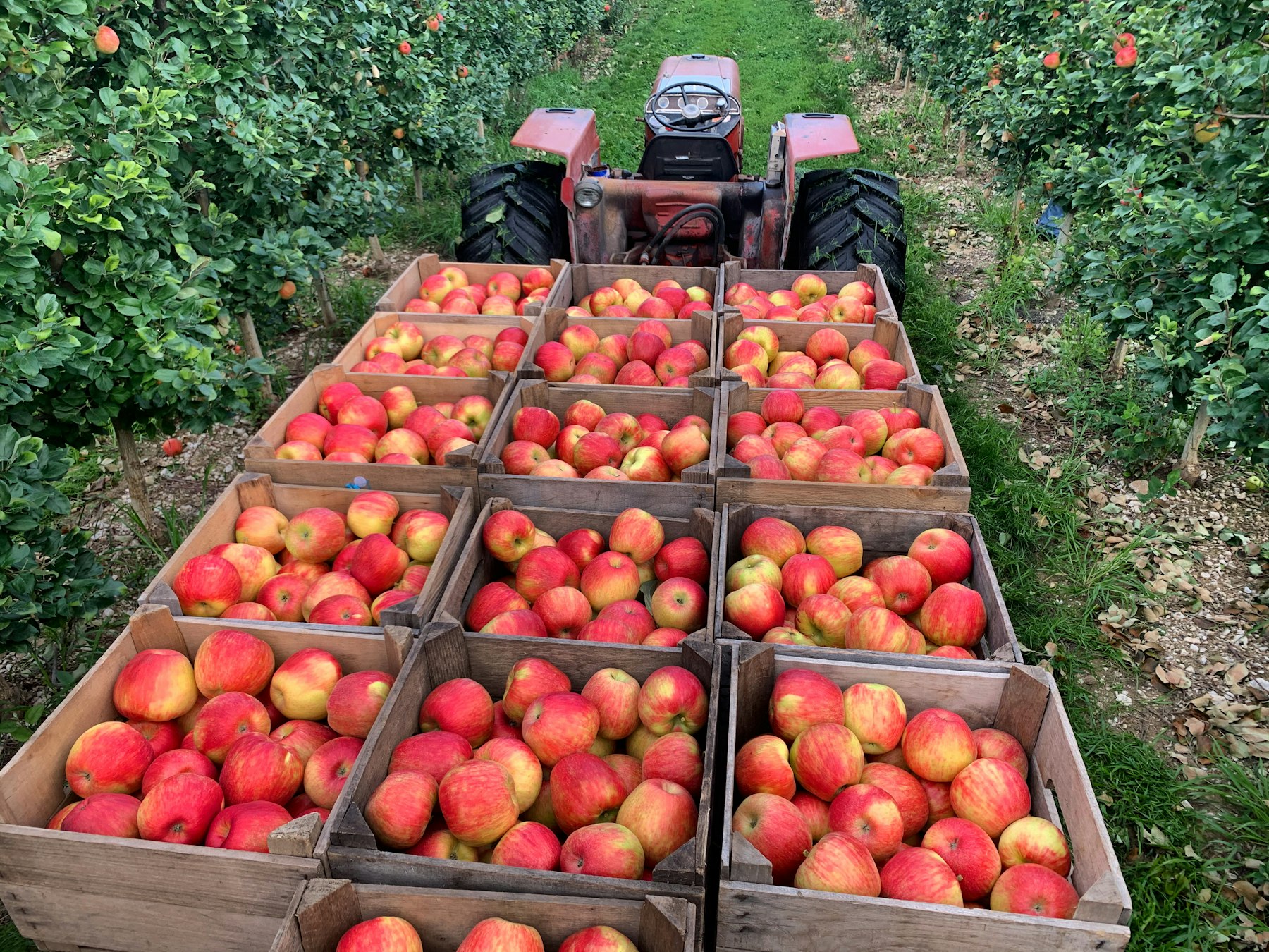 Crates of freshly picked red apples in an orchard at harvest time