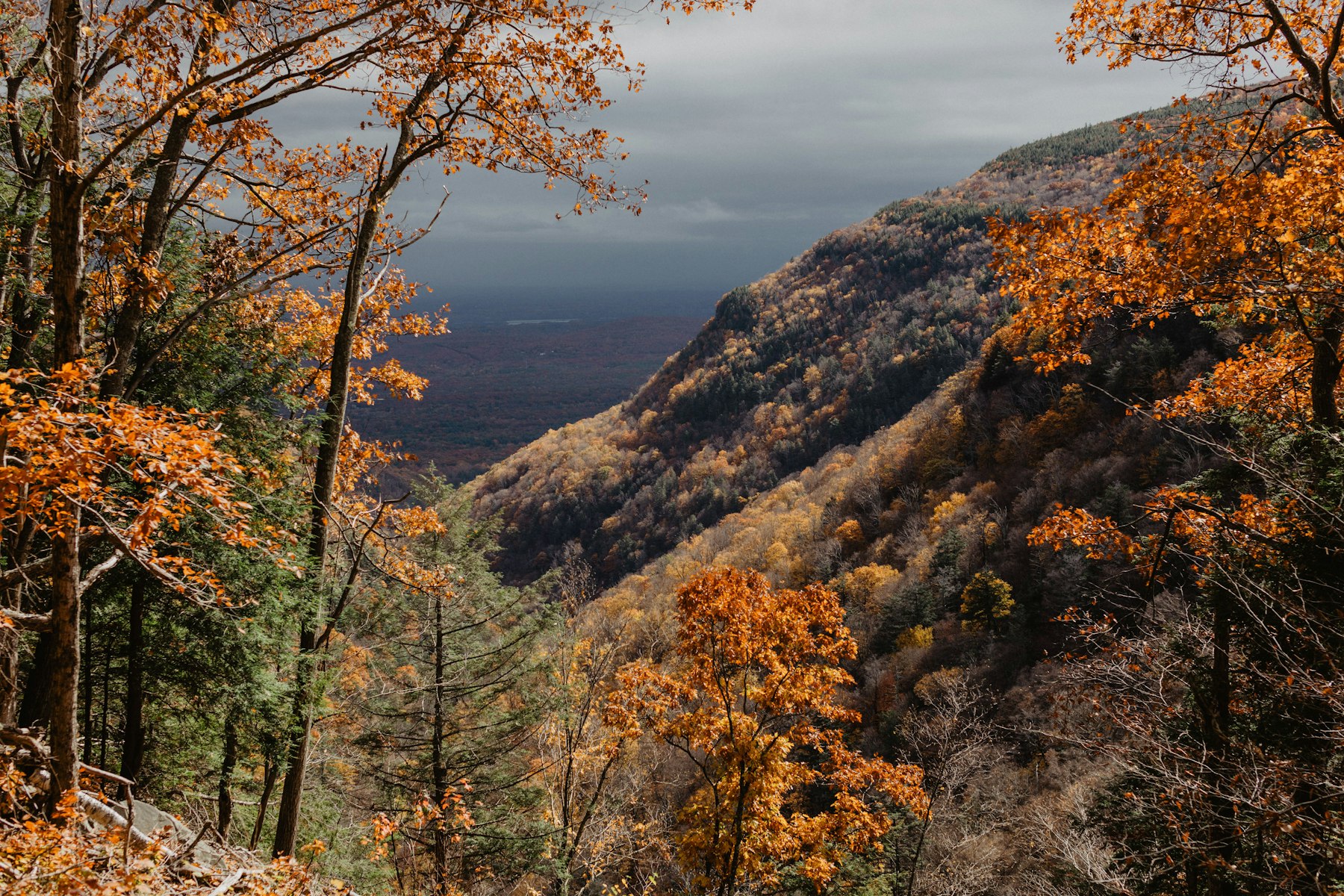 An autumn valley of orange and gold trees in the Catskill Mountains