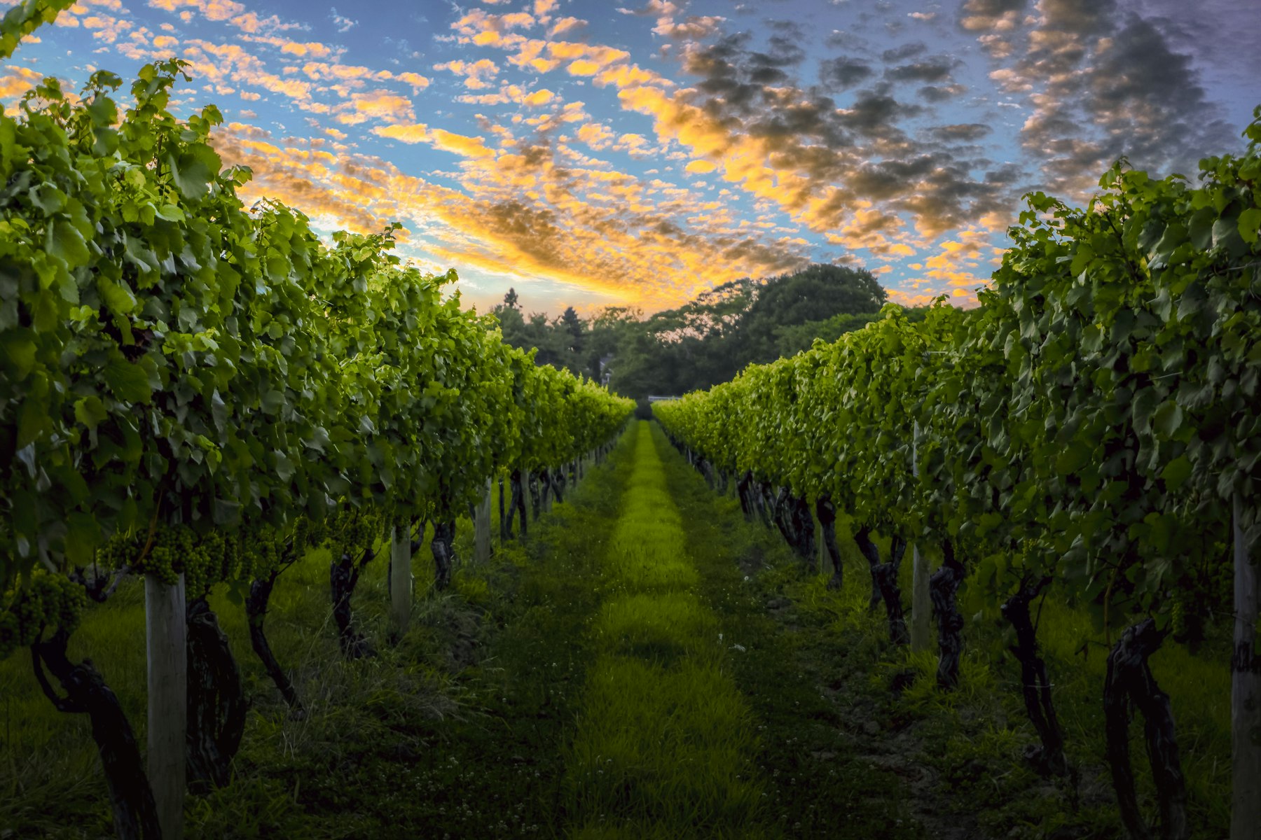Rows of vines running downhill toward a sunset in wine country