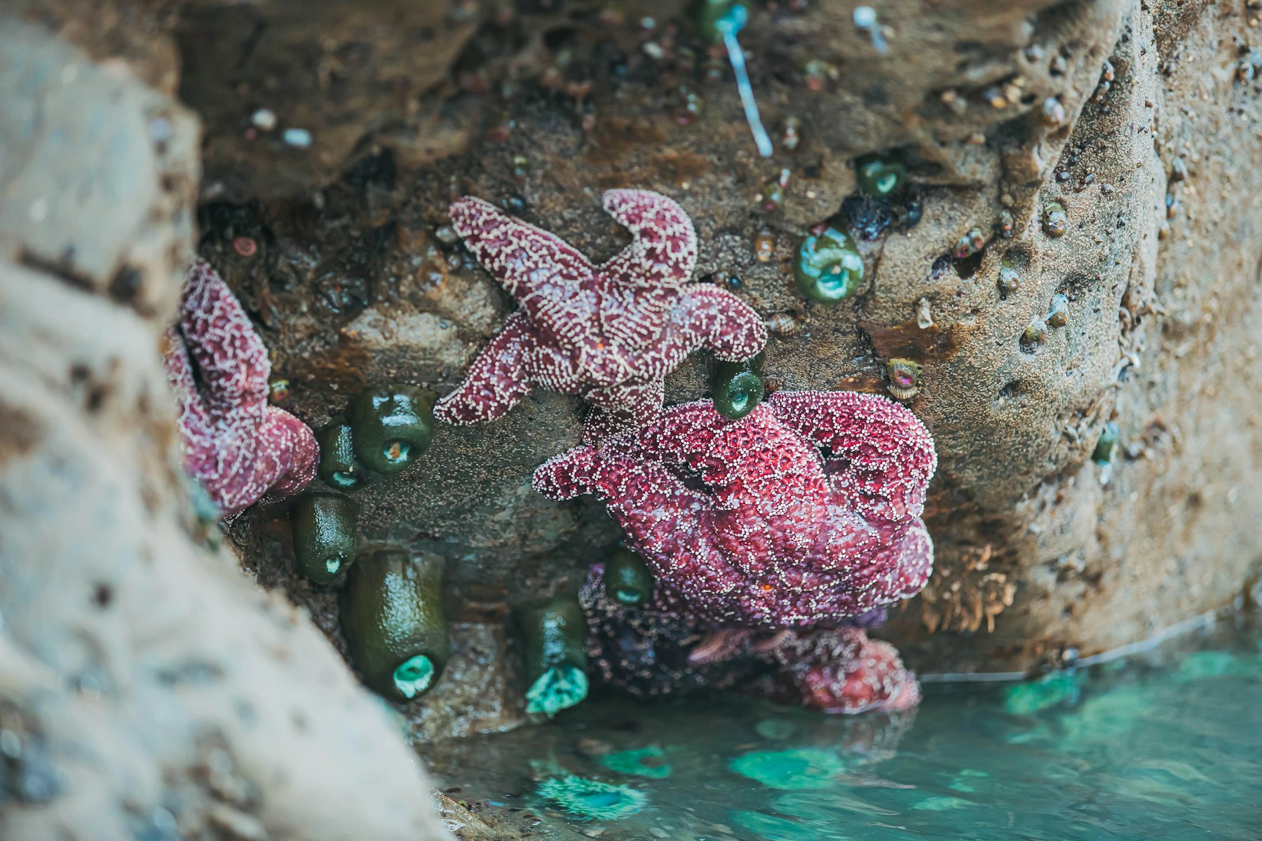Purple sea stars and green anemones in a tide pool on the Oregon coast
