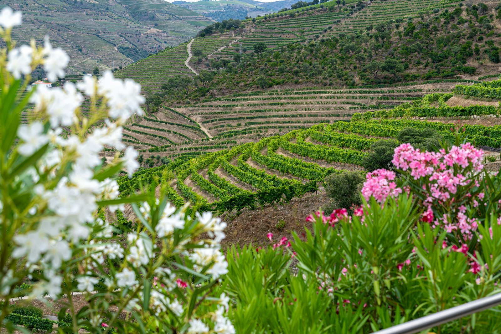 Terraced vineyards climbing the steep hillsides above the Douro river valley