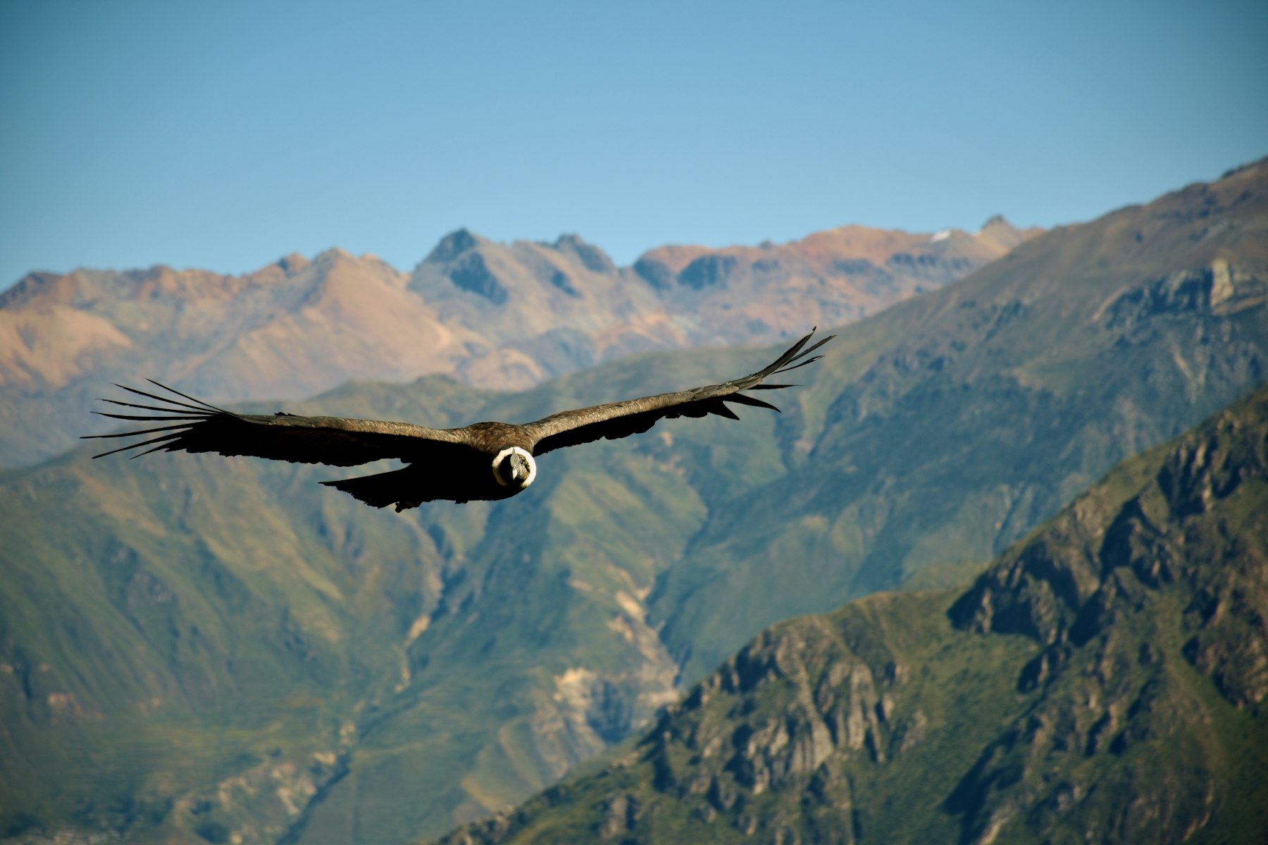An Andean condor soaring over a canyon in the Andes
