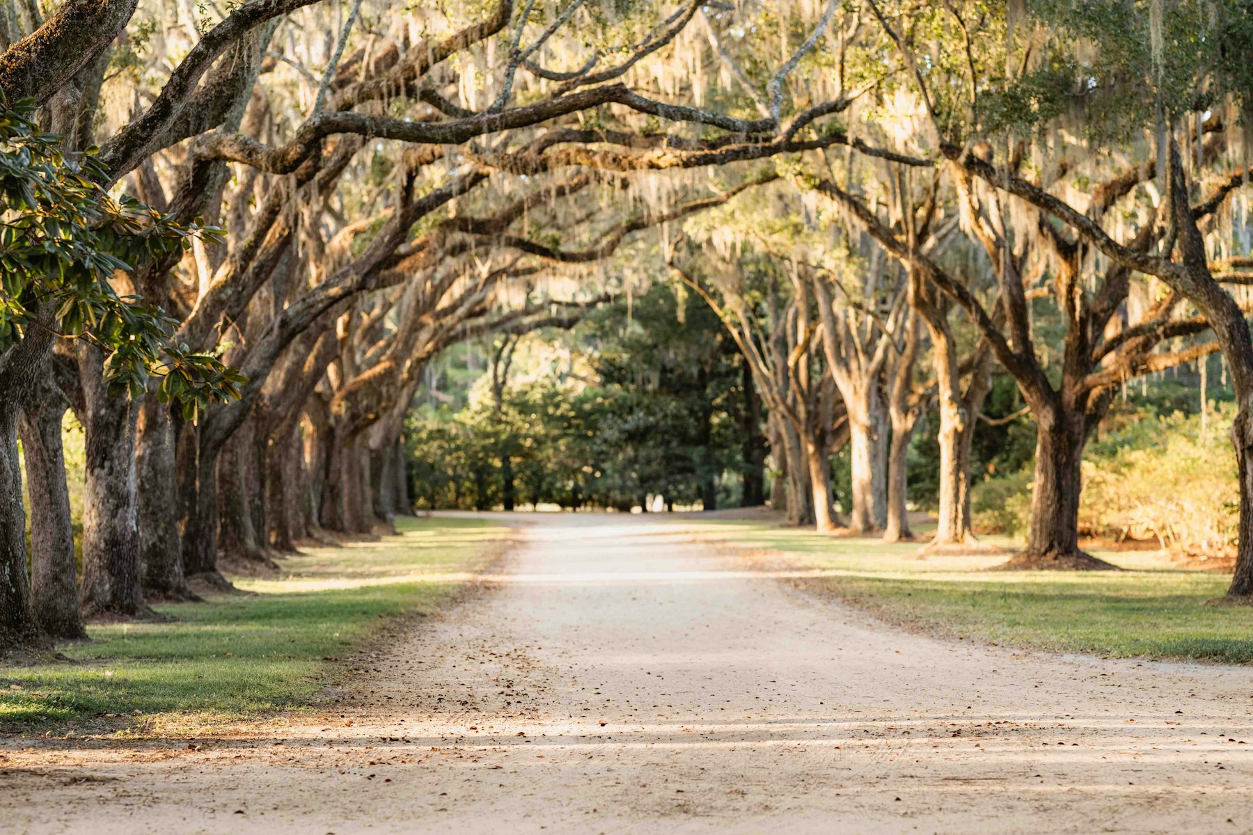 A dirt road lined with enormous live oak trees draped in Spanish moss in the South Carolina lowcountry