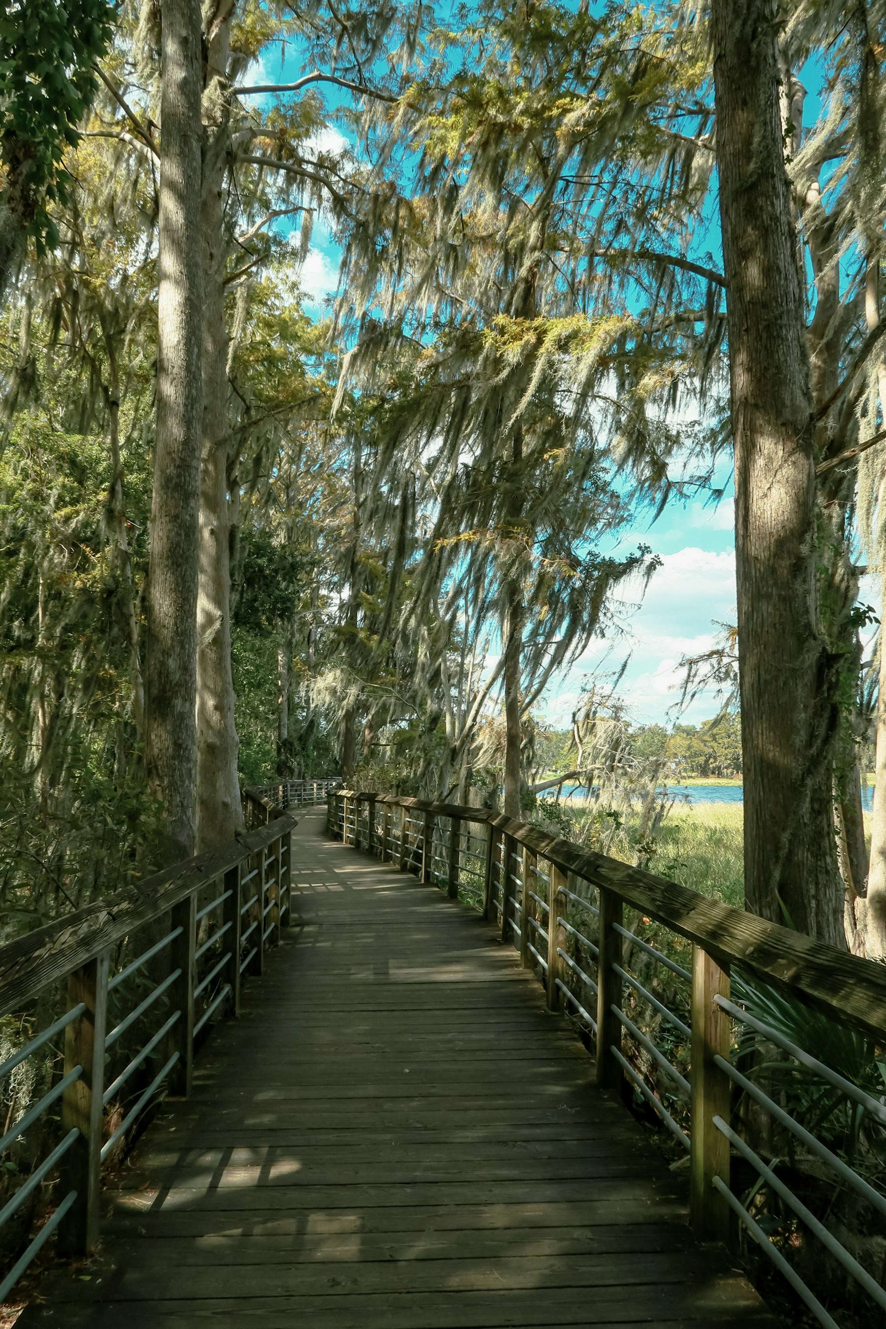 A wooden boardwalk running through cypress trees and floodwater at Congaree National Park