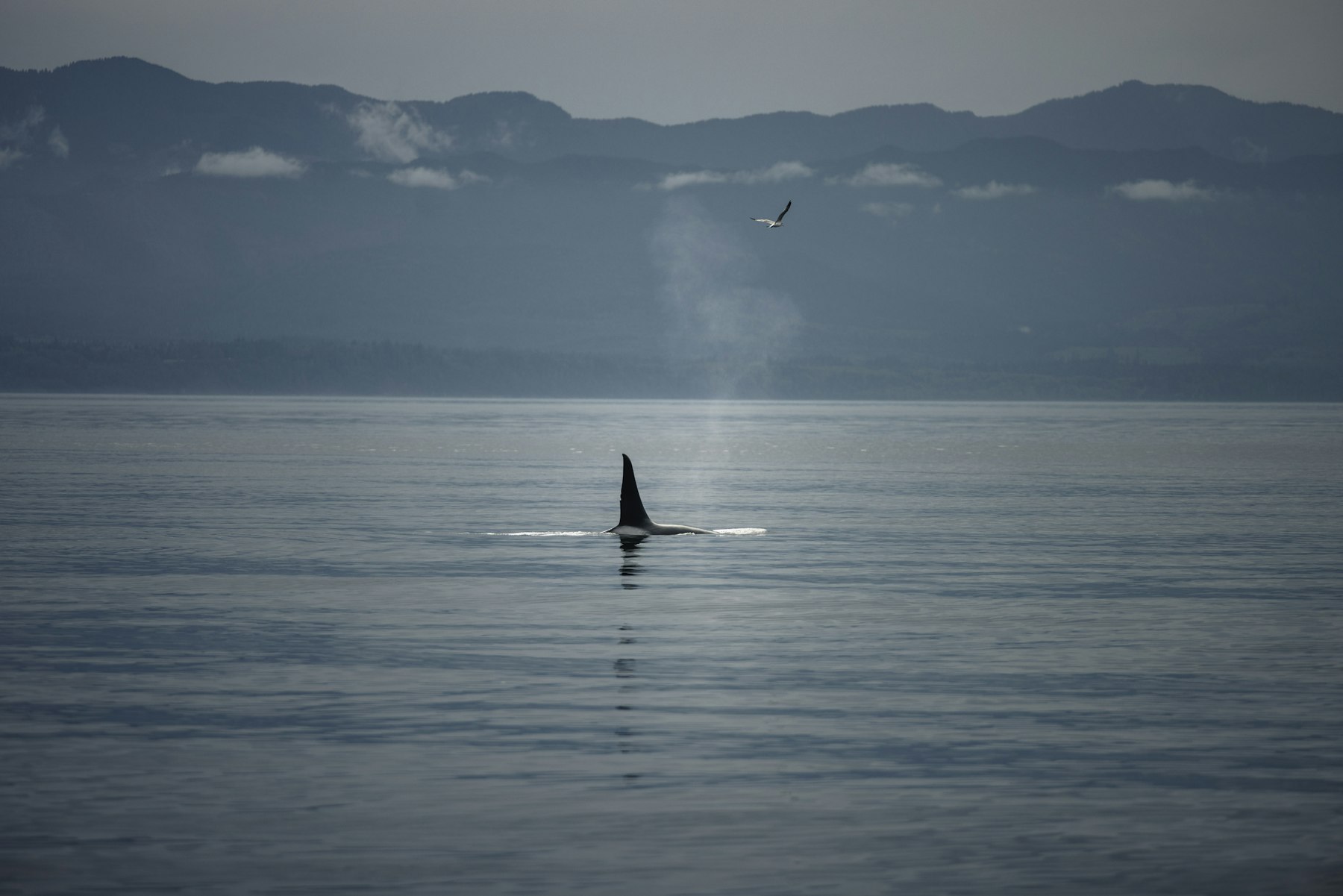 An orca surfacing in calm grey water with forested shoreline in the distance
