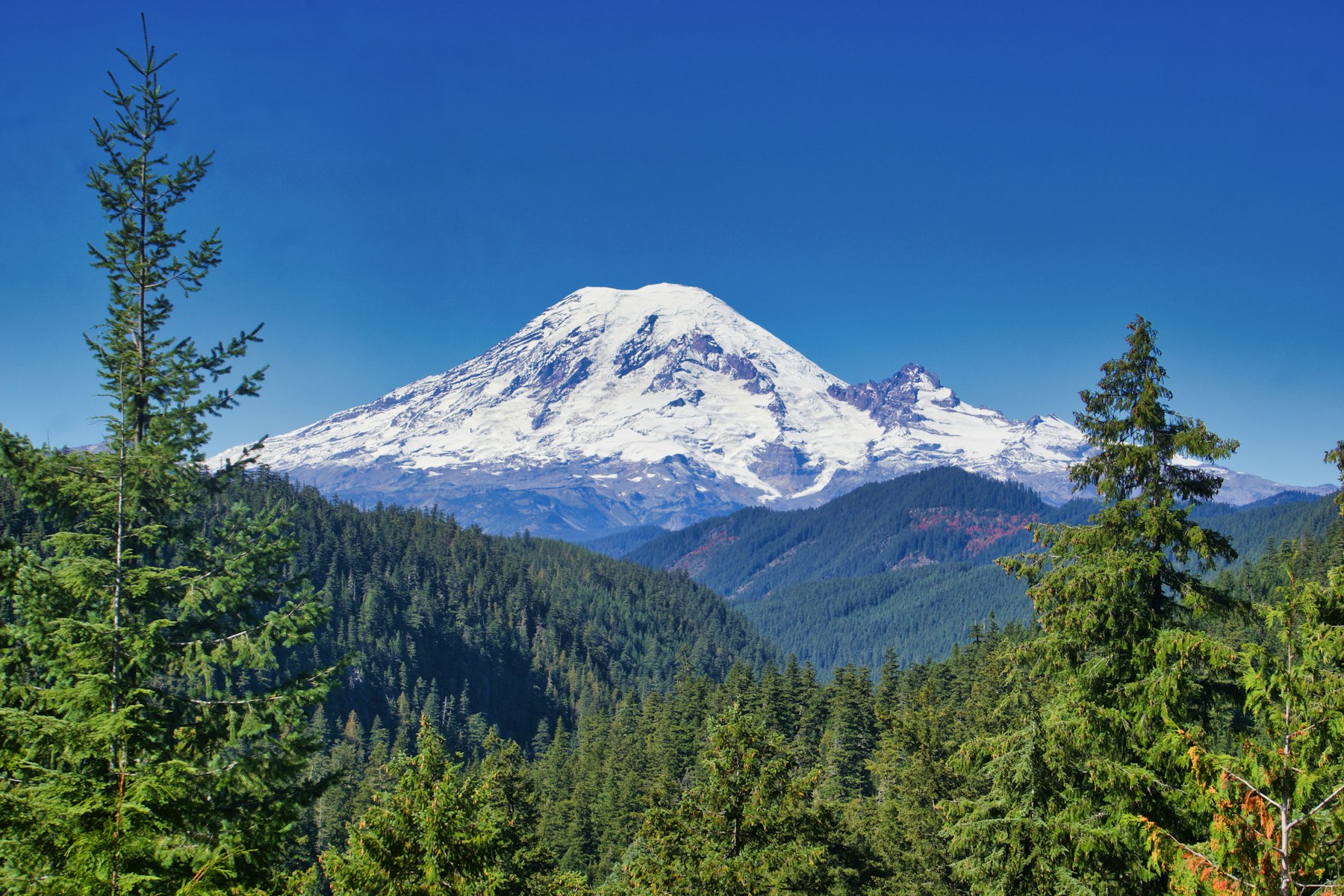 The glaciated summit of Mount Rainier rising above dense evergreen forest