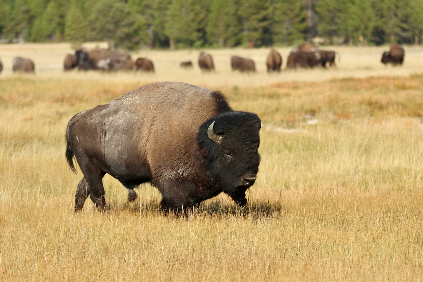 A large bison walking through golden grass with the herd behind it in Yellowstone
