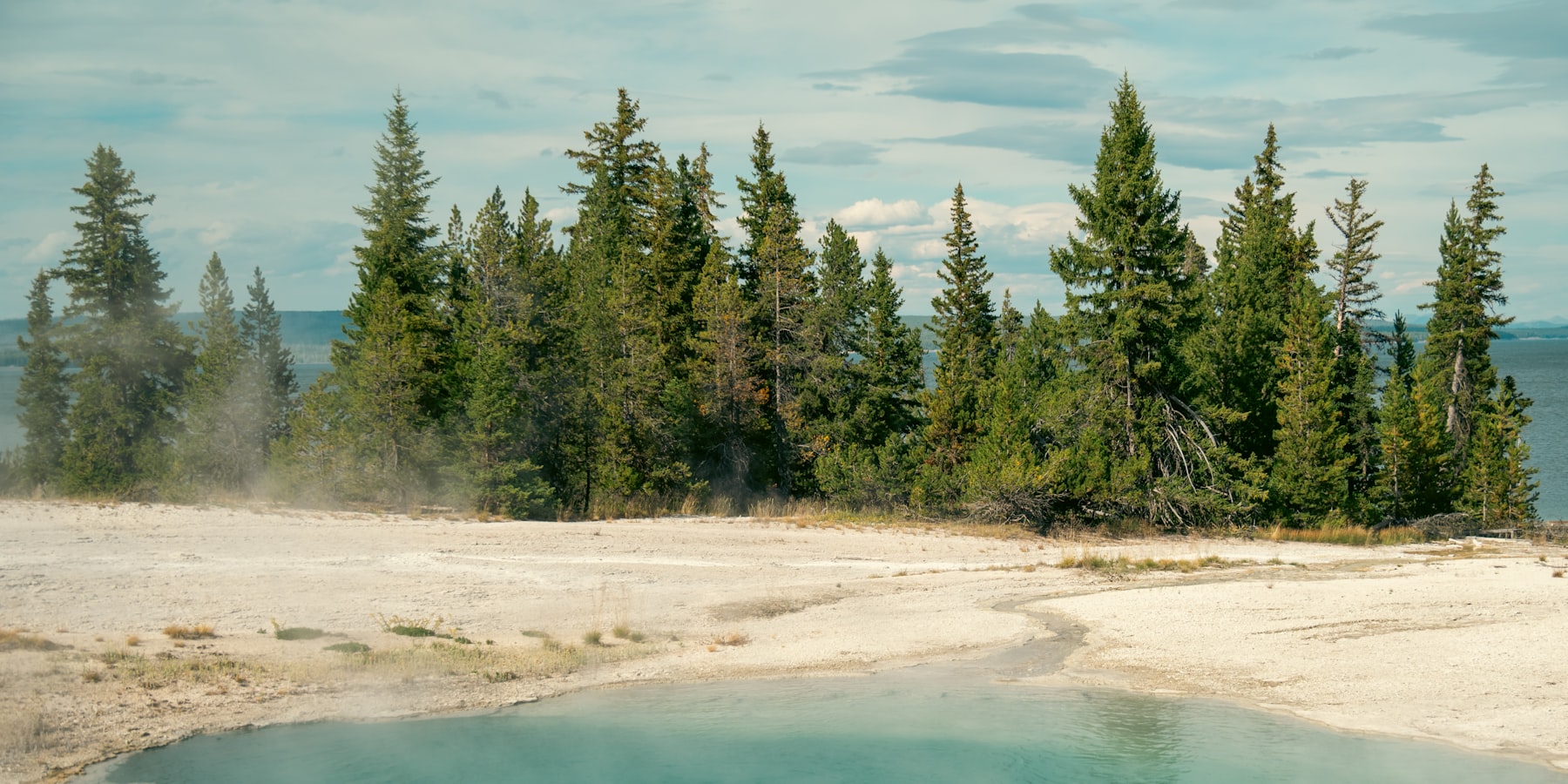 Pine trees and pale thermal ground on the shore of Yellowstone Lake at West Thumb