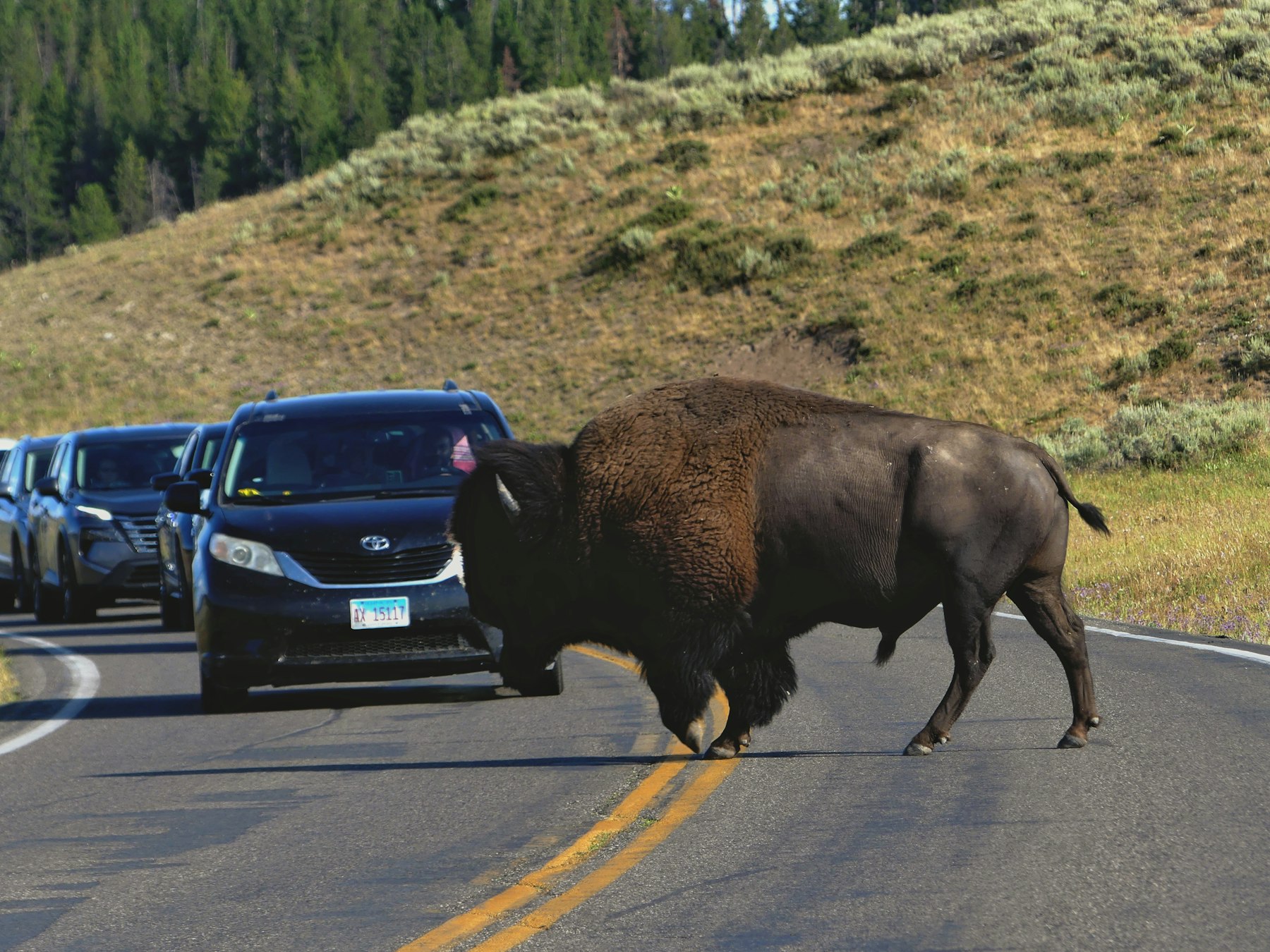 A bison crossing a Yellowstone road in front of a queue of stopped cars