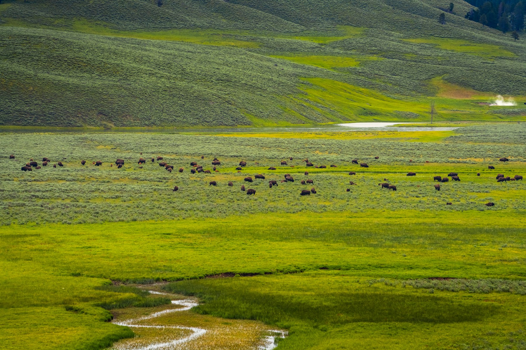 A herd of bison grazing across a wide green valley in Yellowstone