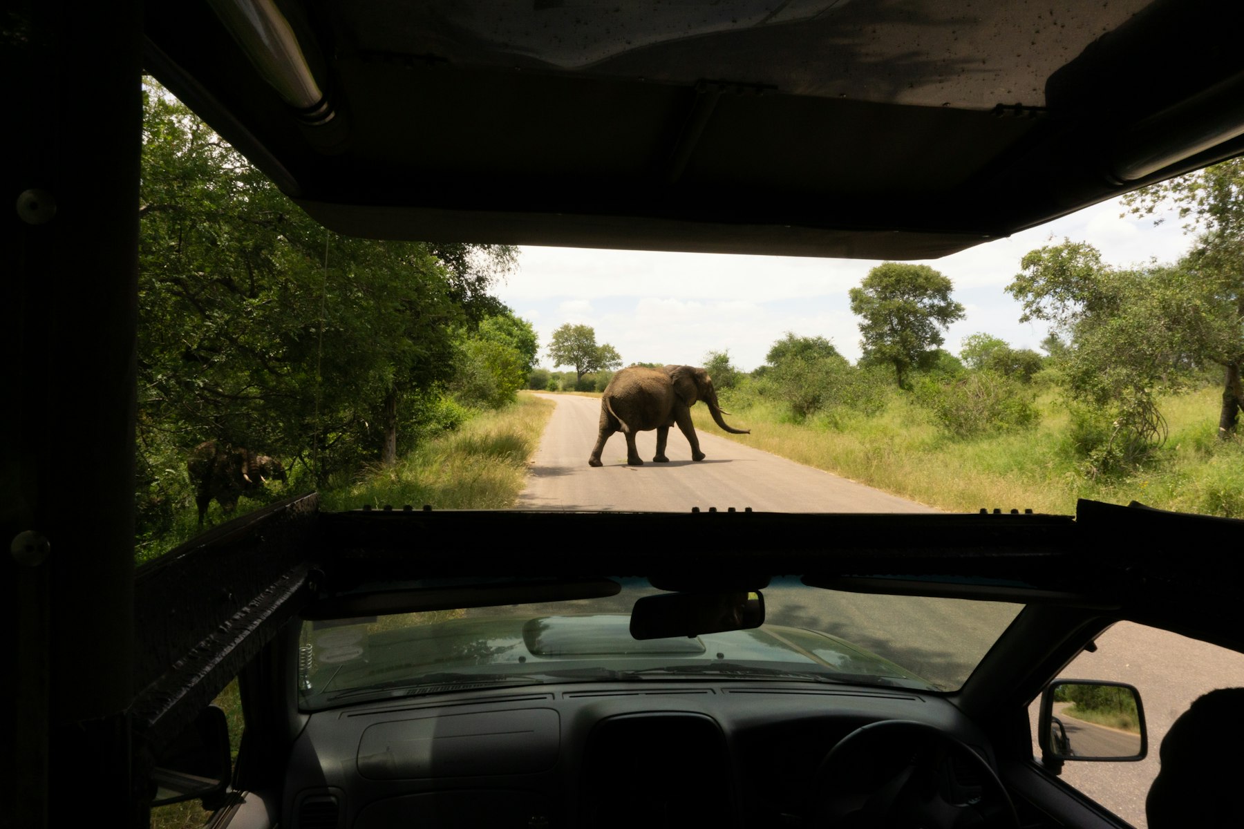 An elephant crossing the road in front of a car in Kruger National Park South Africa