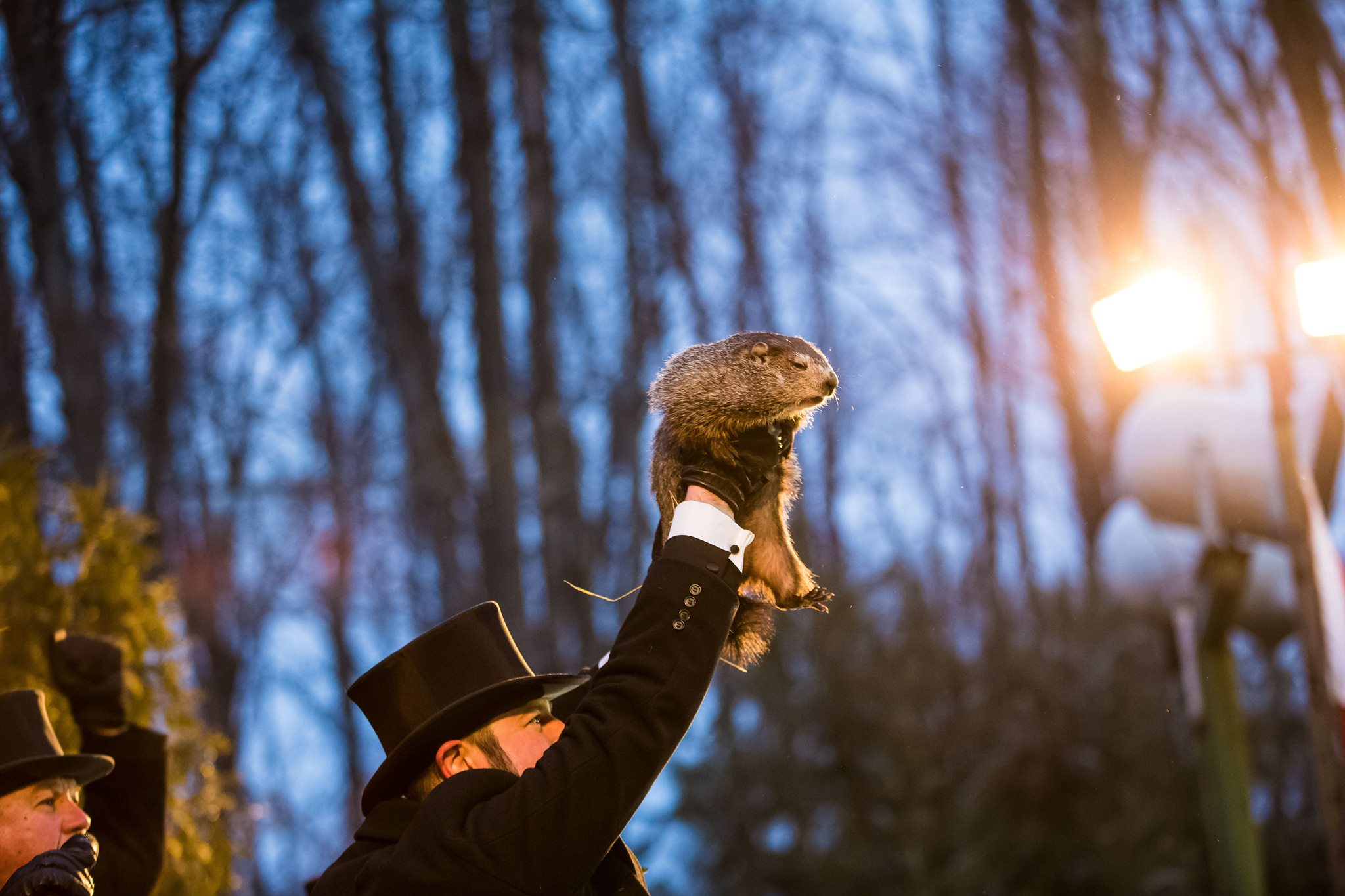 Punxsutawney Phil the groundhog being held up at the Groundhog Day ceremony